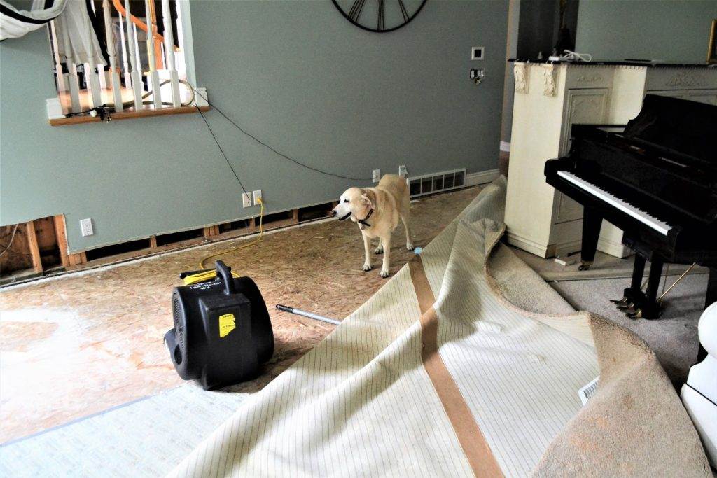 A dog standing next to a piano in a living room.